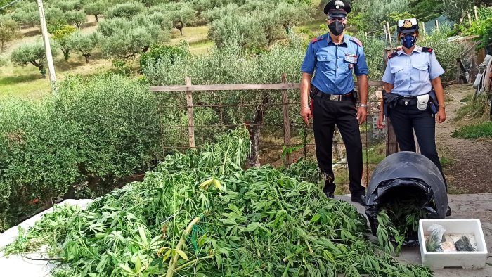 Nella serra 102 piante di cannabis, manette a Matinella di Albanella