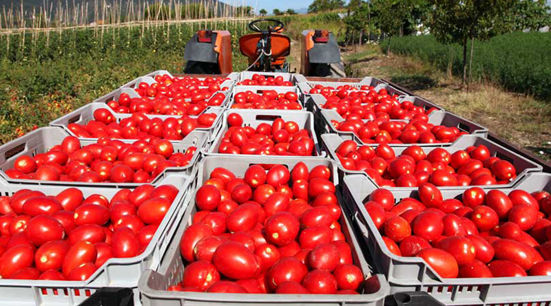 Pomodori, Coldiretti: manca chi consegna la merce