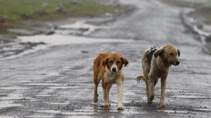 Baronissi, Ferrara (Criuv): “Cani vaganti pericolosi alla Nuova Irno, urgente intervenire”