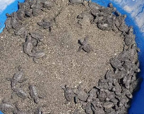 Tartarughe nascono anche in costiera amalfitana