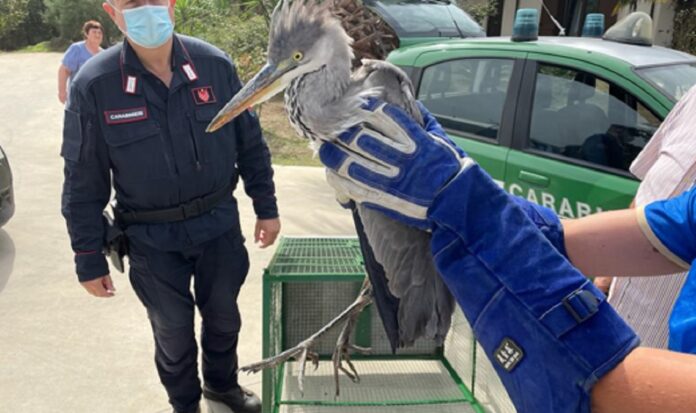 I carabinieri forestali salvano Airone a San Cipriano Picentino