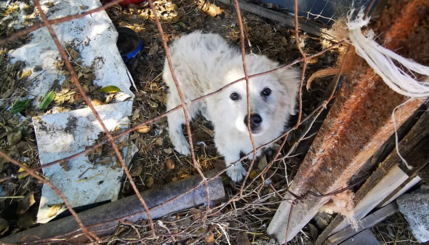 Giffoni Valle Piana, maltrattamento animali: sequestrati 9 cani e denunciato l’autore