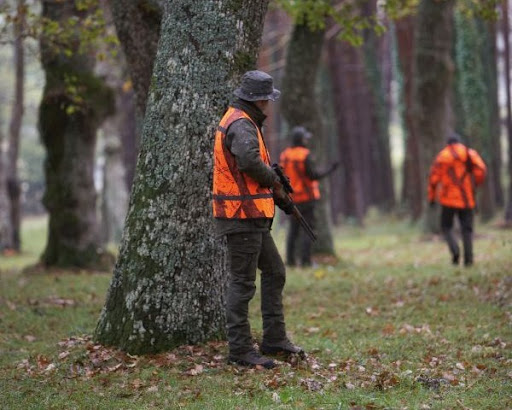 Uccidono un cinghiale, cacciatori sanzionati