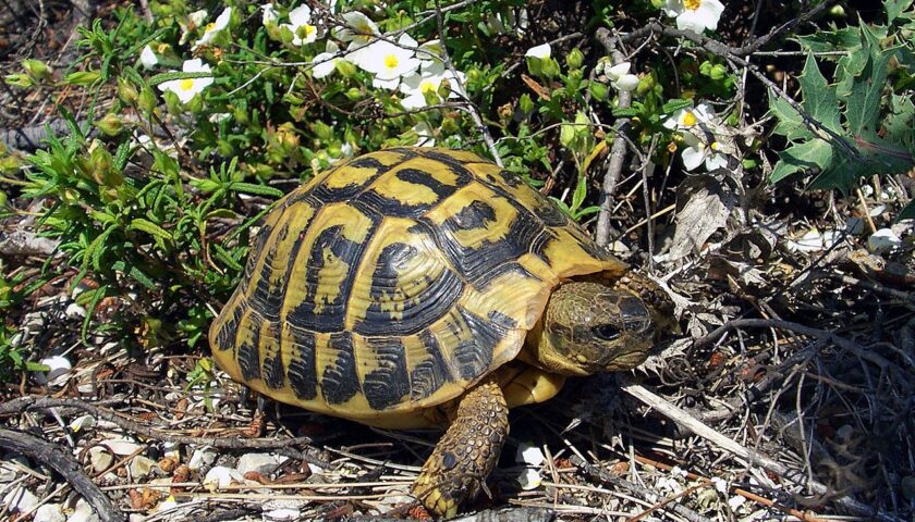 Tartarughe in vendita senza autorizzazione, sequestrati 12 esemplari a Scafati. Nei guai 33enne