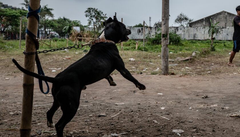 A Roccapiemonte cani legati con le catene, multe salate per i proprietari