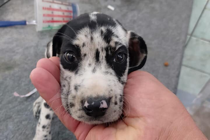 Cani tenuti in pessime condizioni, sequestro a Pontecagnano