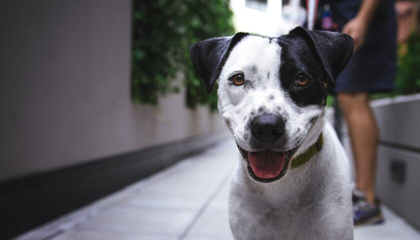 Microchip day a Sant’Egidio del Monte Albino