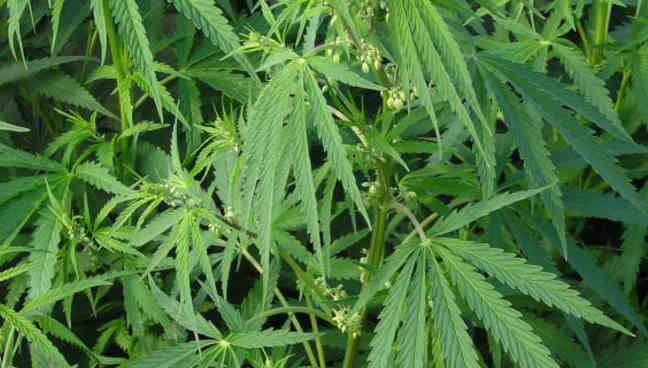 Sarno, scoperta piantagione di cannabis: nei guai il responsabile