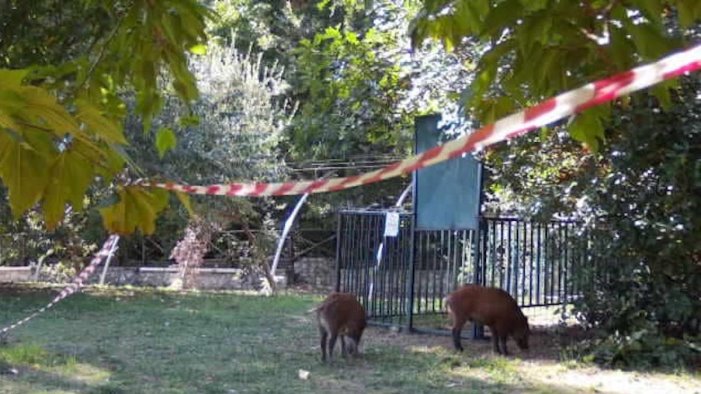 Mercato San Severino, cinghiali nel parco boschetto: catturati e portati nella foresta demaniale