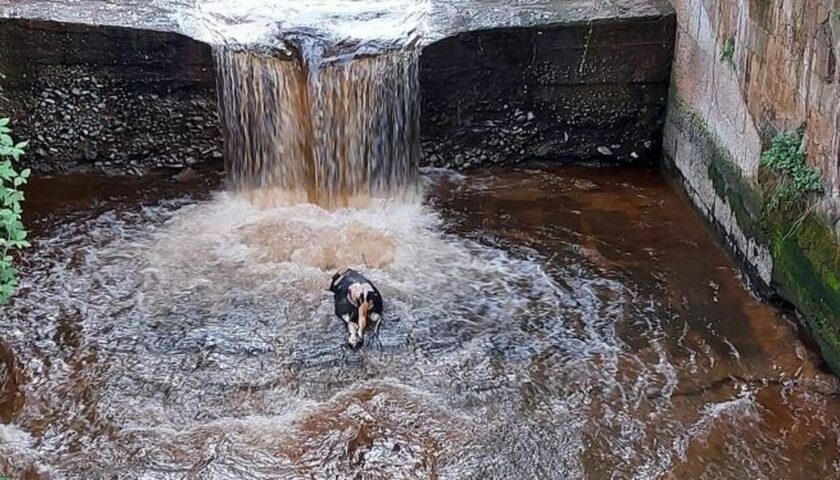 Carcassa di vitello nel torrente Solofrana a Nocera Inferiore, gli animalisti: “Quando i provvedimenti?”