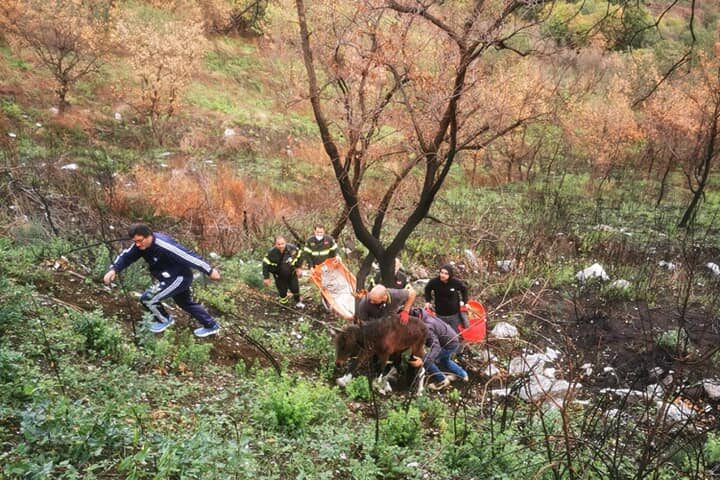 Castel San Giorgio: pony abbandonato e denutrito salvato dalla Polizia Locale