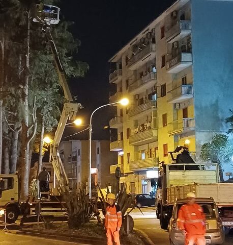  Potatura degli alberi a San Marzano sul Sarno, la sindaca Carmela Zuottolo “Alberi abbattuti per evitare tragedie”