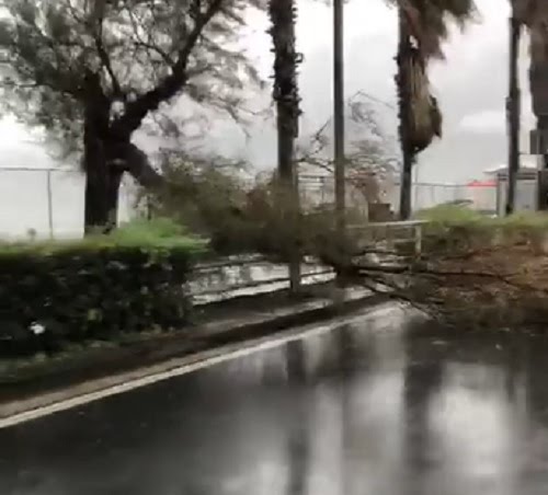 Acqua e vento, albero abbattuto sul lungomare