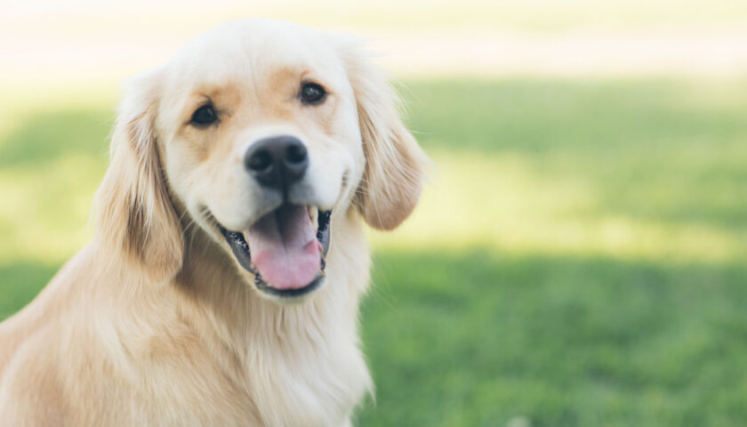 LA REGIONE: ANAGRAFE CANINA, SOSPESA LA PROCEDURA SU TRACCIABILITA’ 