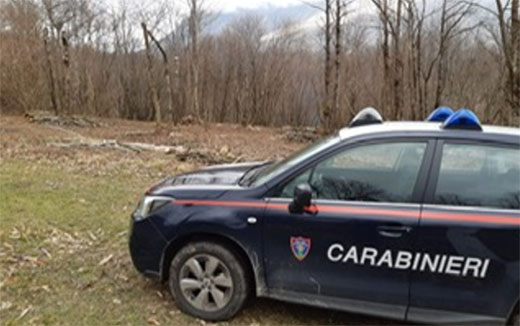 Taglio furtivo di alberi, ad Acerno nei guai un boscaiolo