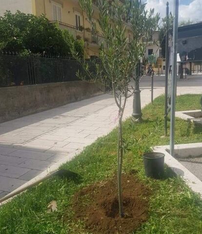 A Castel San Giorgio un albero per ogni nuovo nato
