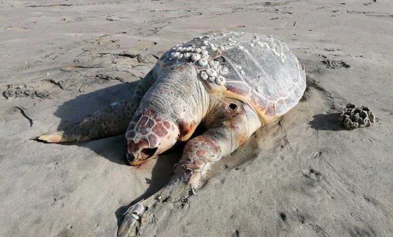Allarme dall’Area Marina Protetta: “Nell’ultimo mese trovate morte 15 tartarughe”