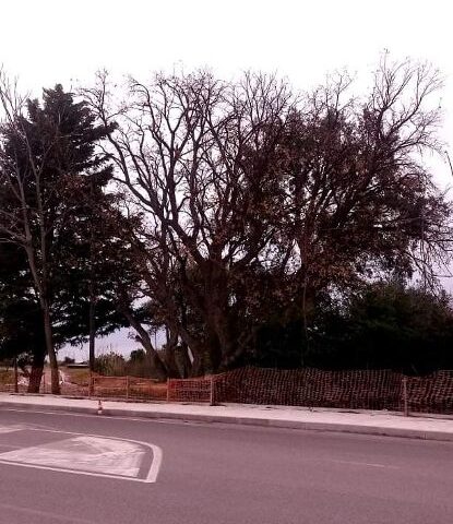 Vibonati, quercia ultracentenaria da sughero completamente seccata