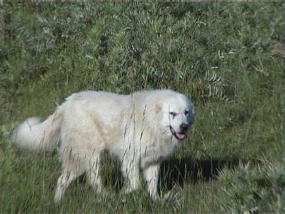Anziana aggredita dal suo cane a Palomonte: ferite lievi