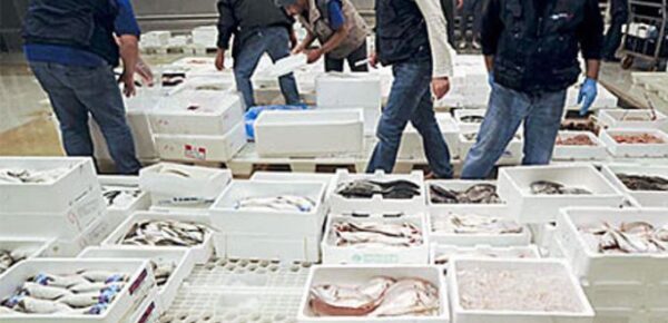 Ad Angri sotto sequestro 55 quintali di prodotti ittici surgelati in cattivo stato di conservazione