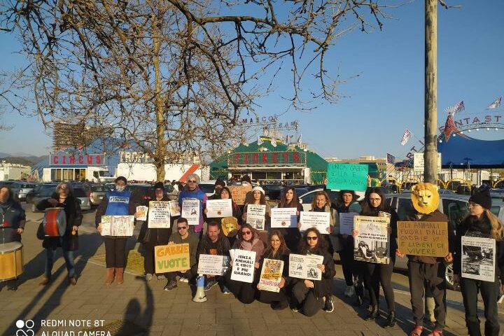 Circo con animali a Salerno, la protesta: “Regolamento comunale mai rispettato”