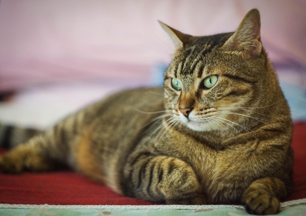 Shock a Montecorvino Pugliano, incollato gatto in una scatola