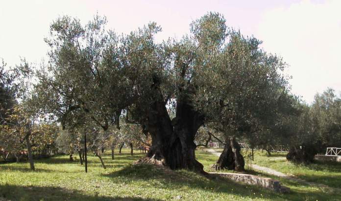 L’olivo della cultivar “pisciottana”. Un patrimonio da rivalutare