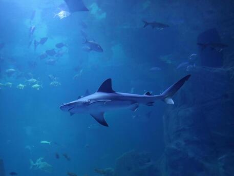 Attaccato da uno squalo, muore turista italiano nel Mar dei Caraibi