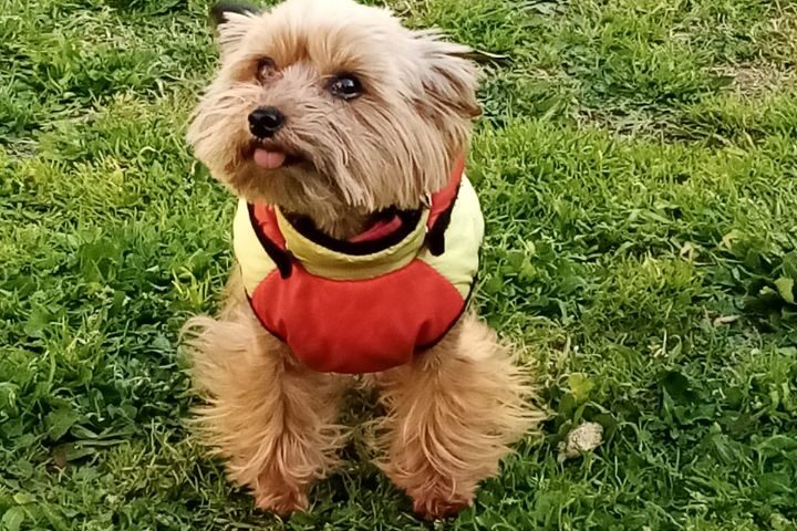 BETTY, LA CAGNOLINA FUGGITA DALLA GUERRA TROVA CASA A NOCERA SUPERIORE