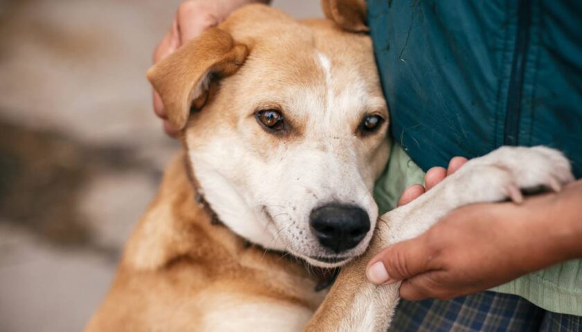 Polla, sconto sulla Tari del 40% per chi adotta un cane