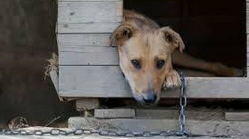 Mercato San Severino, cani colpiti con il martello: scatta l’allarme
