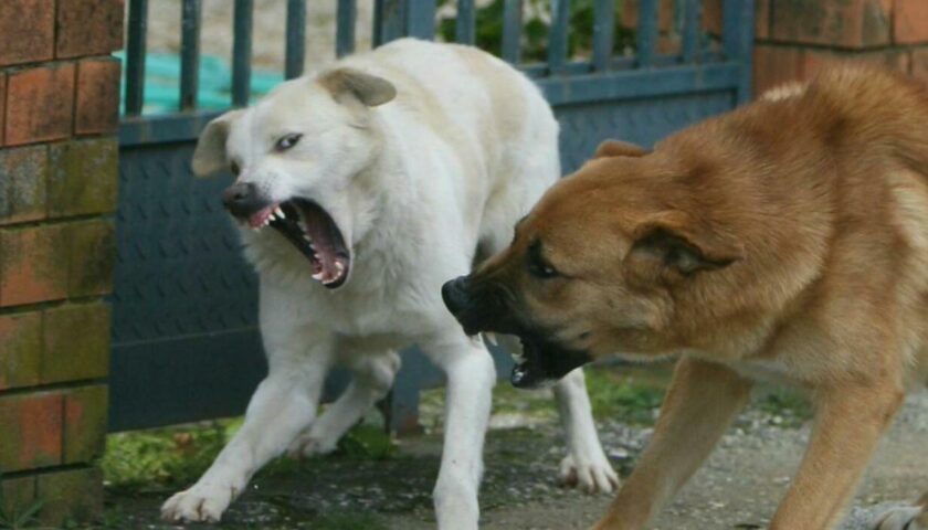 Cava De’ Tirreni, branco di cani aggredisce una donna e riduce in fin di vita il suo meticcio