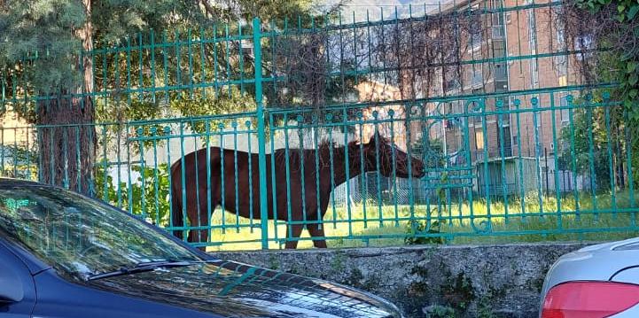 Cavallo nell’area di una scuola a Nocera Inferiore, curiosità per grandi e bambini