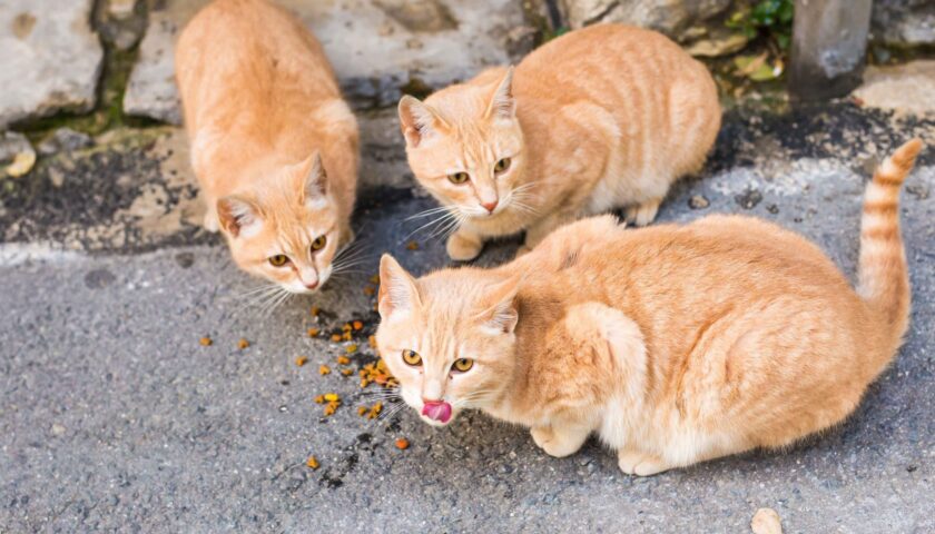 GATTI AVVELENATI A ROCCA PIEMONTE. DENUNCIA E TAGLIA DI 1000 EURO DAGLI ANIMALISTI