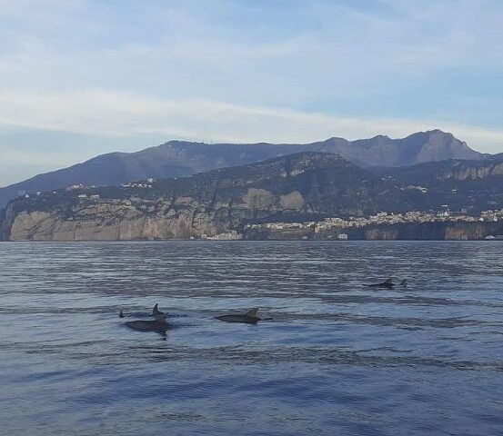 Nasse al posto delle reti, così l’Amp Punta Campanella vuole tutelare i delfini e la pesca artigianale