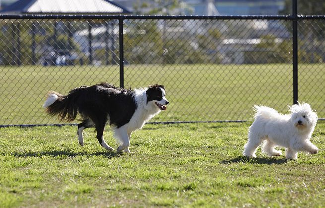 Ordinanza a Battipaglia su guinzaglio, deiezioni e museruola per i cani: multe da 50 a 300 euro