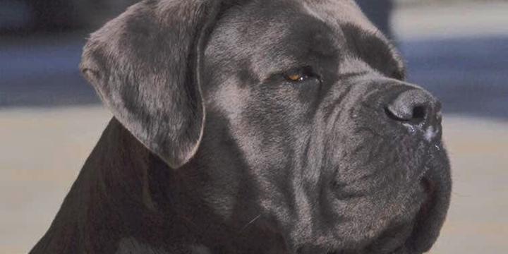 Bambino di 10 anni azzannato da un cane corso, finisce al Santobono