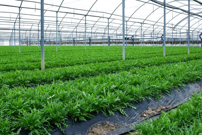 La Rucola della Piana del Sele protagonista alla Fruit Logistica di Berlino