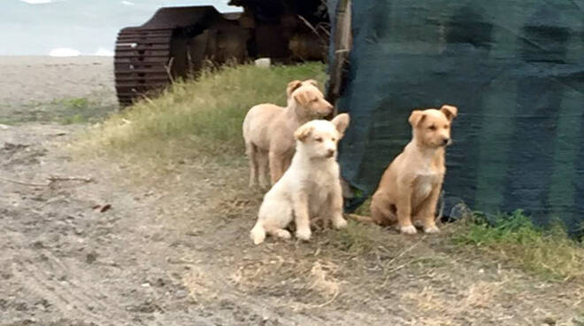 Strage di cuccioli, la Lega a Difesa del Cane: “Solo vergogna”