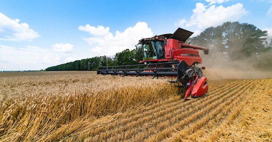 Ucraina, l’allarme di Kiev: “Raccolto del grano dimezzato”