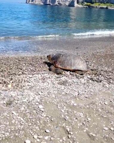 Salvata per miracolo un mese fa, tartaruga torna in mare