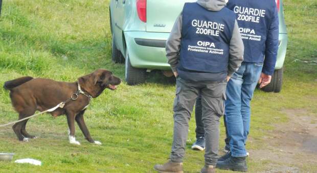 Cava de’ Tirreni, cane attaccato con la catena. denuncia e multa al titolare