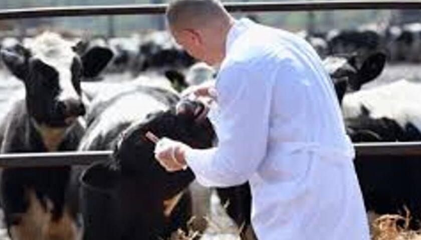 Veterinario aggredito da allevatore, solidarietà dall’ordine dei Medici Veterinari salernitani per il collega di Caserta