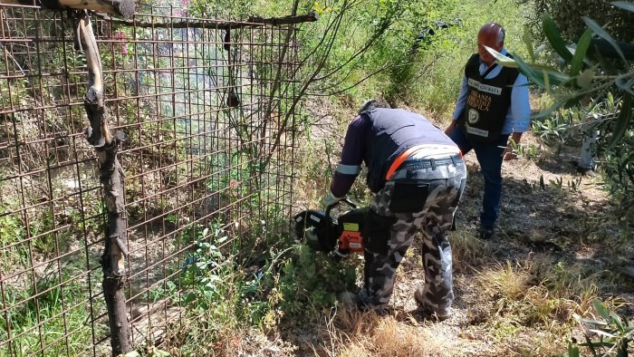 Parco nazionale del Sarno, sequestrata gabbia trappola per cinghiali