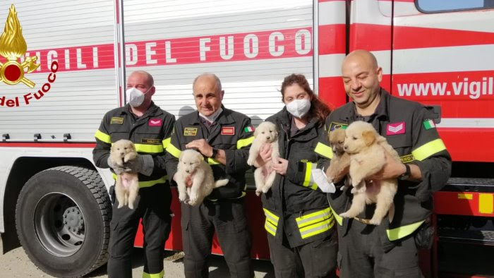 Cuccioli di cane nel vallone ad Eboli salvati dai vigili del fuoco