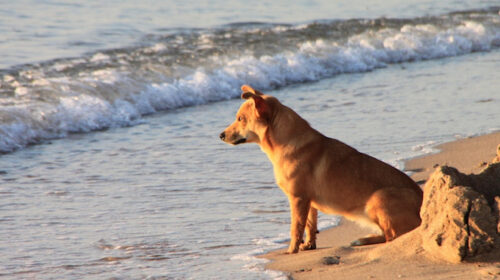 Agropoli, istituita spiaggia per cani a San Marco: le modalità per l’accesso