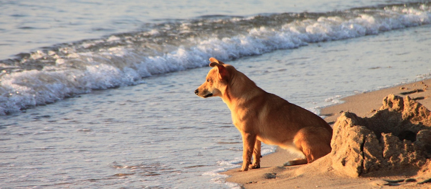 Agropoli, istituita spiaggia per cani a San Marco: le modalità per l’accesso