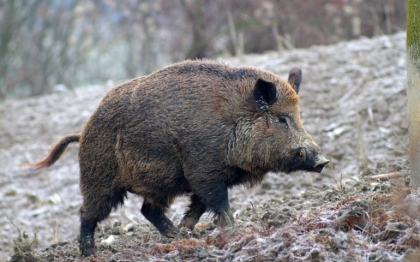 Via libera alla cattura massiva dei cinghiali nella Valle del Sarno