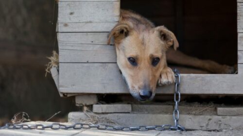 Oliveto Citra, cane con la catena: multa di 600 euro al proprietario