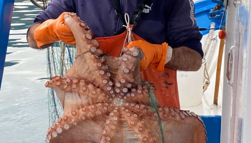 Polpo di 9 kg pescato nel Cilento: “Mai visto in vita mia uno così grande”